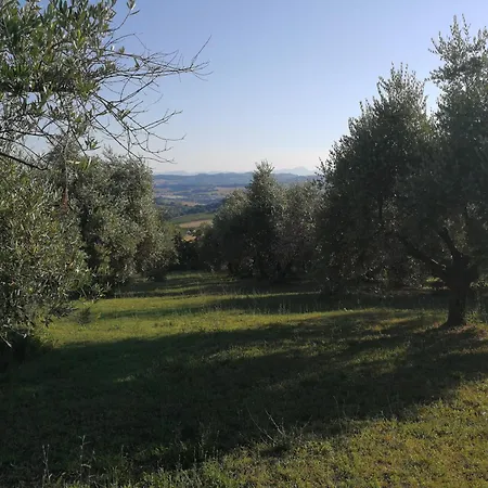 Gli Ulivi Del Conero *